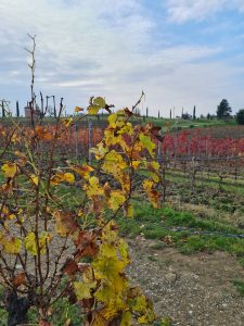 IL SENTIERO DELLE VIGNE ALTE
